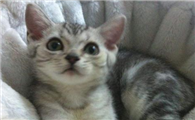 美国短尾猫应该如何训练