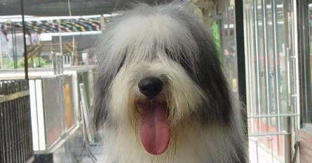 长须柯利牧羊犬有几种颜色