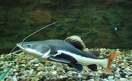 水温要求25℃左右,红尾鲶生性强健,适应性强,生长速度非常快,比较容易