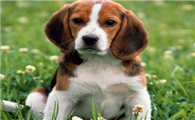米格鲁猎犬一天吃几顿