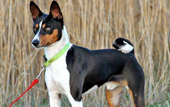 贝生吉犬的体重是多少