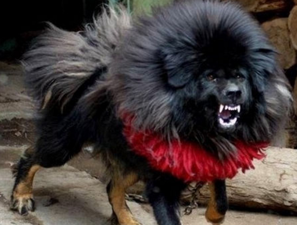 鬼獒哪种颜色好