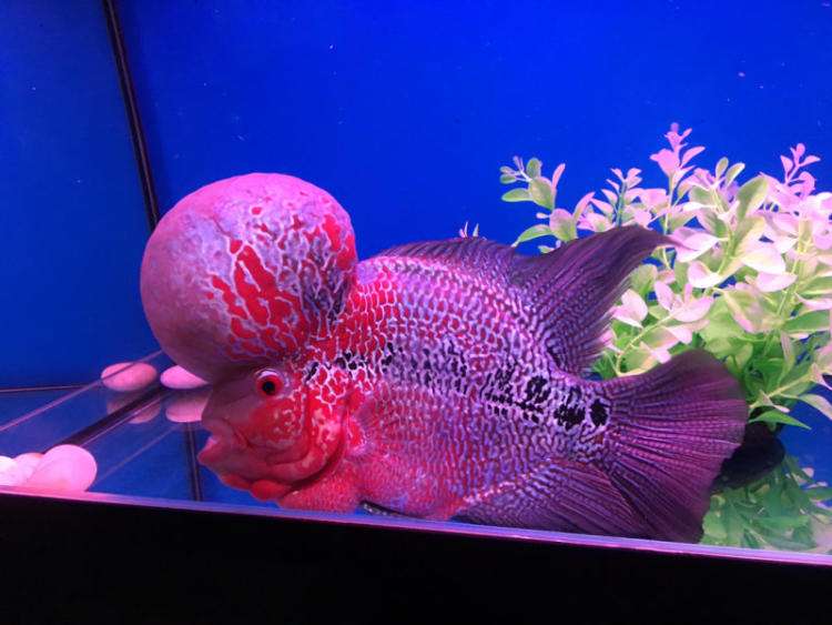 罗汉鱼吃什么最好