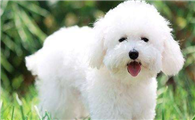 卷毛比熊犬起源和介绍
