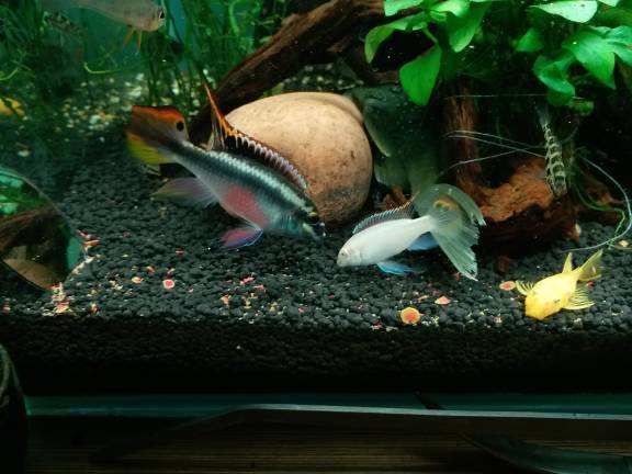 红肚凤凰鱼的寿命是多长