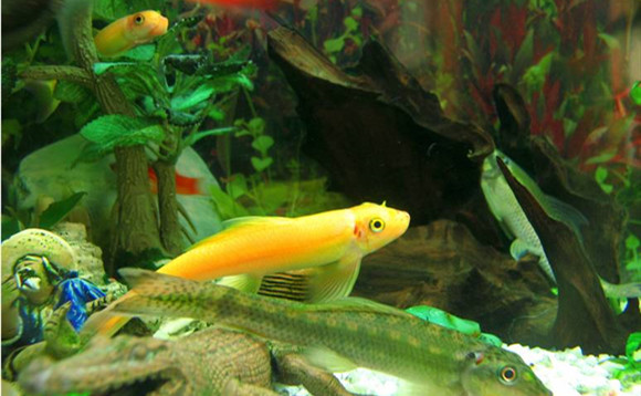 青苔鼠鱼和什么鱼混养好