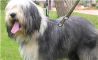 长须柯利牧羊犬需要怎么教
