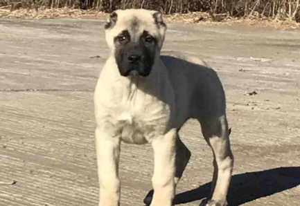 巴色特犬该怎么喂养 巴色特犬该怎么喂养