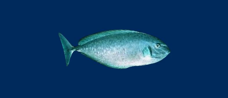 新手怎样养银点角吊