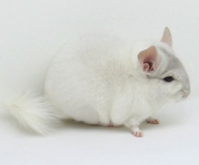 金斑龙猫吃什么