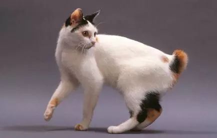 这只代表幸运的日本短尾猫，你想要拥有吗？