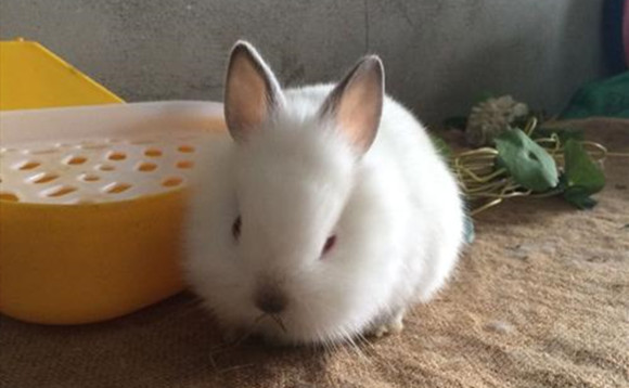 喜马拉雅兔怎么挑选-宠物网问答