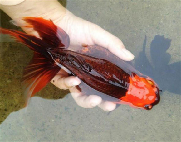 朱顶紫罗袍多少钱