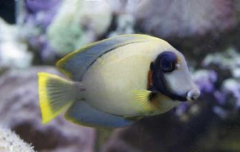 巧克力吊属于热带海水鱼分布在太平洋的珊瑚礁海域,生长最大的体长是