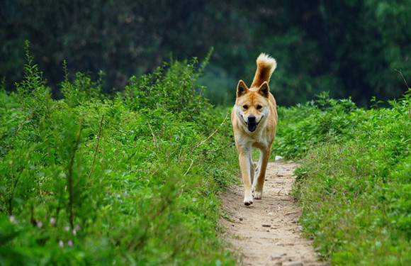中华田园犬喜欢什么 中华田园犬喜欢什么