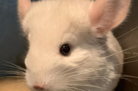 粉白龙猫可以训练吗