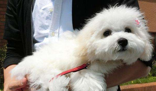 博洛尼亚比熊犬该怎么喂养