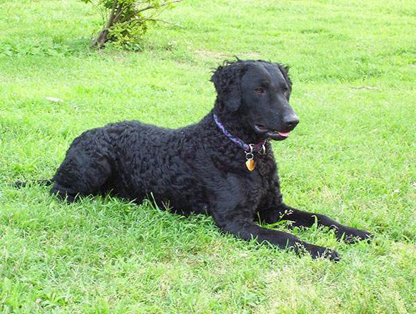 养长卷毛猎犬注意事项 养长卷毛猎犬注意事项