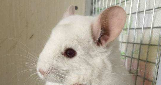 金斑龙猫生病了怎么治疗