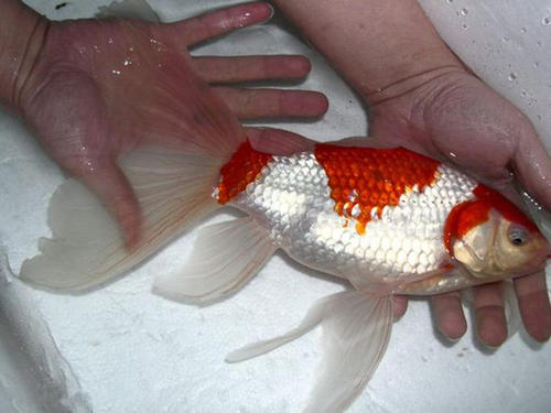 了解完红白草金鱼的寿命,下面来了解一下如果正确饲养红白草金鱼吧.