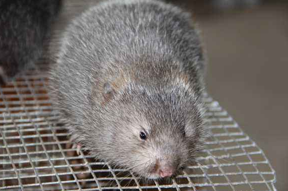 小竹鼠一般多少钱