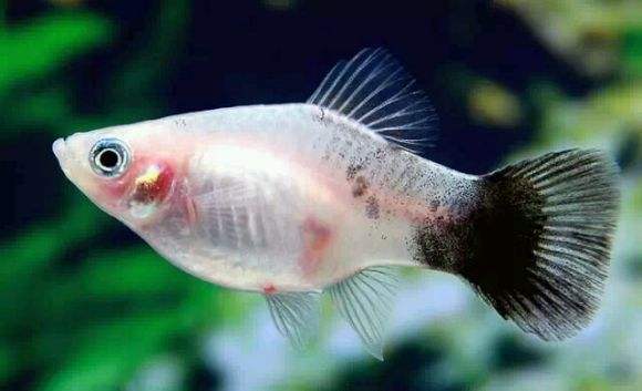 月光鱼吃什么食物 月光鱼吃什么食物