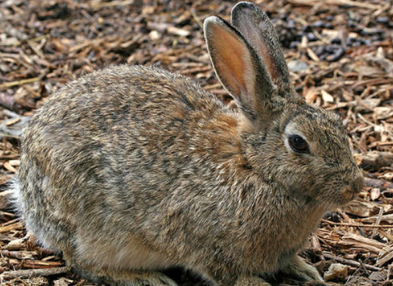 穴兔有什么特点