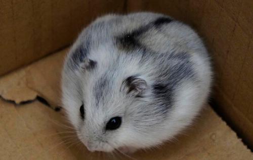 黑线仓鼠皮毛是什么颜色