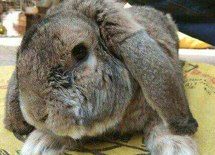 公羊兔能长多少斤