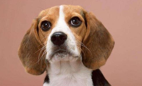 米格鲁猎犬聪明吗 米格鲁猎犬聪明吗