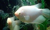 新手养招财鱼注意什么
