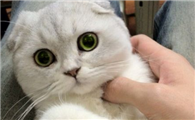 美国短尾猫为什么要绝育