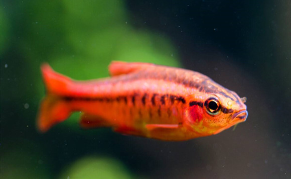 樱桃灯鱼的寿命是多长