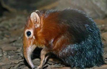 伊斯帕尼奥拉岛沟齿鼠的寿命有多长