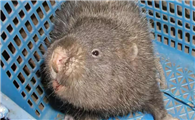 暗褐竹鼠的寿命有多长