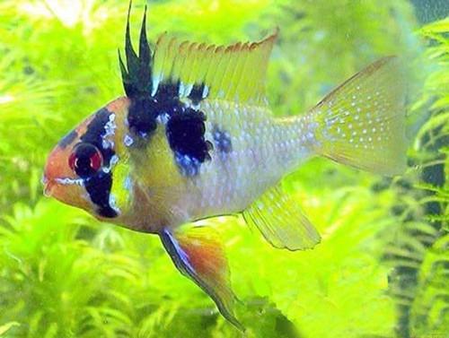 七彩凤凰鱼好养吗