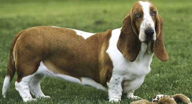 巴色特犬的原产地在哪里 巴色特犬的原产地在哪里