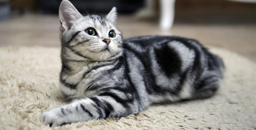 想要延长美国短毛猫的寿命,养猫的地点和饮食习惯一定要固定,这样美国