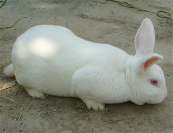 如何挑选哈白兔