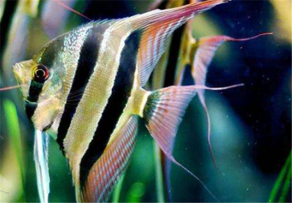 埃及神仙鱼长多大