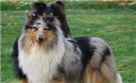 长须柯利牧羊犬是哪国的