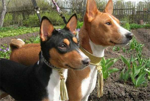 贝生吉犬是哪国的