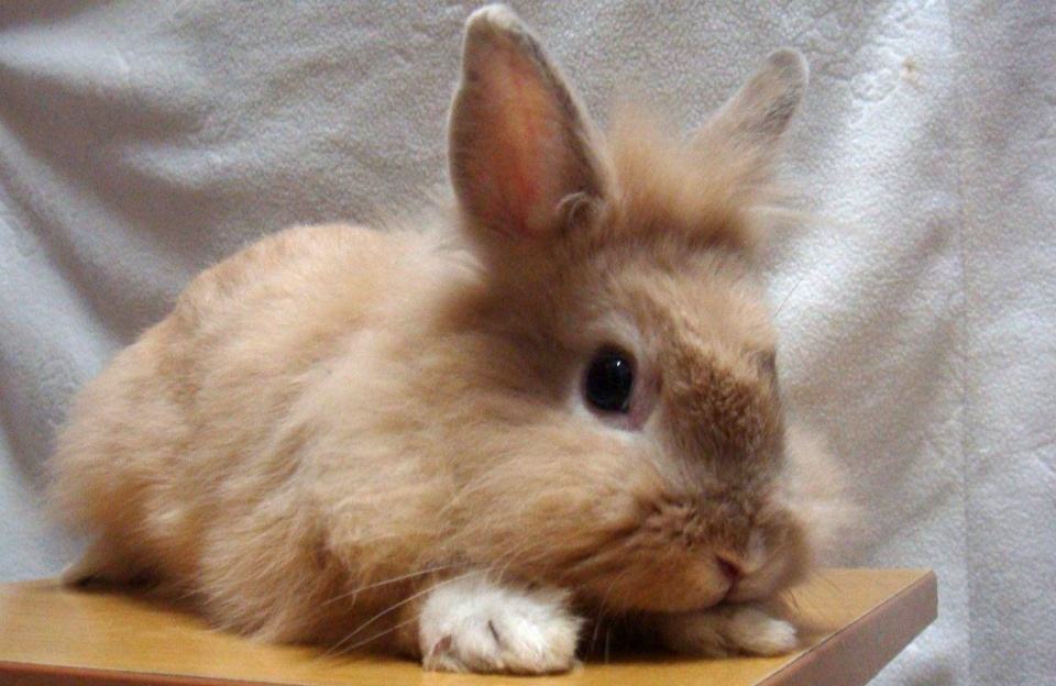 狮子头兔好养吗