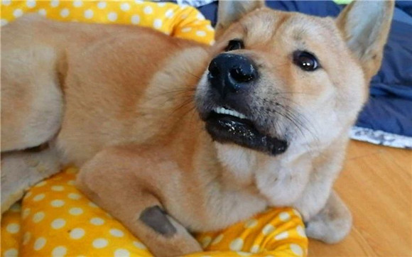 中华田园犬的体高是多少