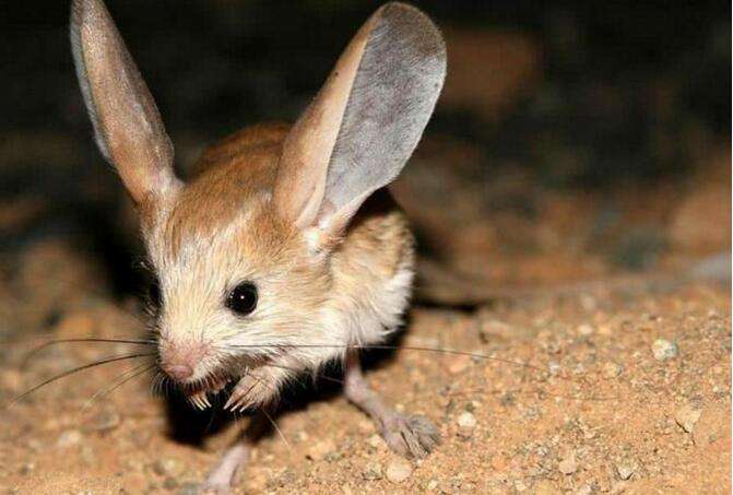 长耳鼠，一只岌岌可危的“沙漠精灵”~