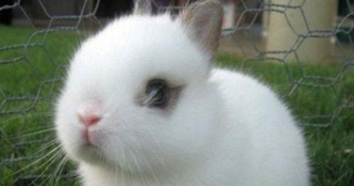 侏儒海棠兔可以养几年