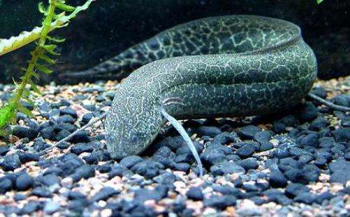 澳洲肺鱼水温多少合适