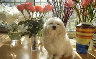 博洛尼亚比熊犬如何训练