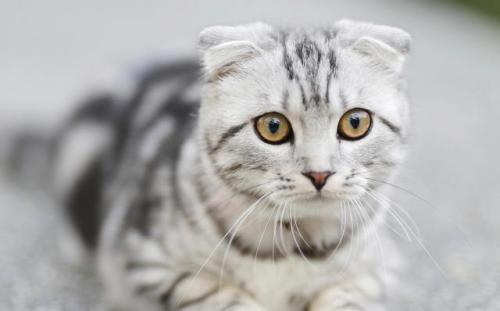 美国短尾猫生病了什么状态 美国短尾猫生病了什么状态