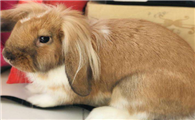 英国垂耳兔生病了怎么治疗